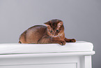 Somali Cat
