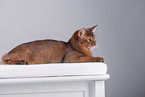 Somali Cat