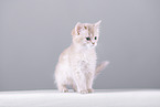 Somali Kitten