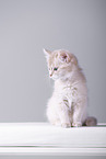 Somali Kitten