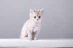 Somali Kitten