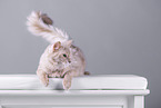 Somali Cat