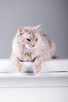 Somali Cat