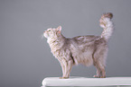 Somali Cat