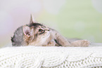 Somali Cat