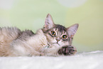 Somali Cat