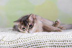 Somali Cat