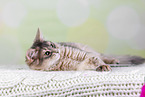 Somali Cat