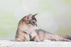 Somali Cat