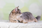 Somali Cat