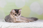 Somali Cat