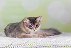 Somali Cat