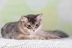 Somali Cat
