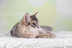 Somali Cat