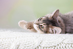 Somali Cat