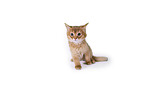 Somali Kitten
