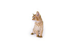 Somali Kitten