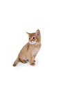 Somali Kitten