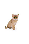 Somali Kitten