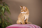 Somali Kitten
