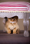 Somali Kitten