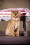 Somali Kitten