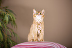 Somali Kitten