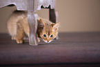 Somali Kitten