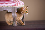 Somali Kitten
