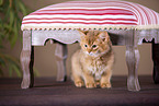 Somali Kitten
