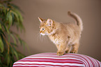 Somali Kitten