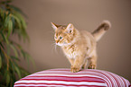 Somali Kitten