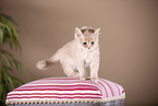 Somali Kitten