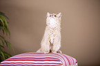Somali Kitten