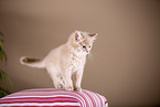 Somali Kitten