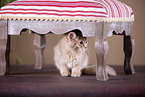Somali Kitten