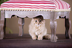 Somali Kitten