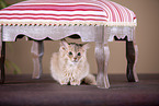 Somali Kitten