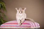Somali Kitten