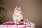 Somali Kitten