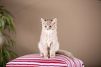 Somali Kitten
