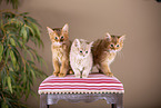 Somali Kitten