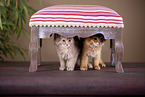 Somali Kitten