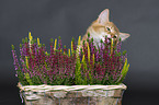 Somali kitten
