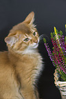 Somali kitten