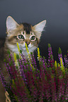 Somali kitten