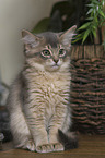 somalian cat kitten