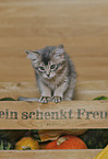somalian cat kitten