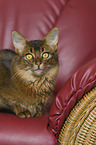 somalian cat