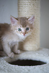 Somali Kitten
